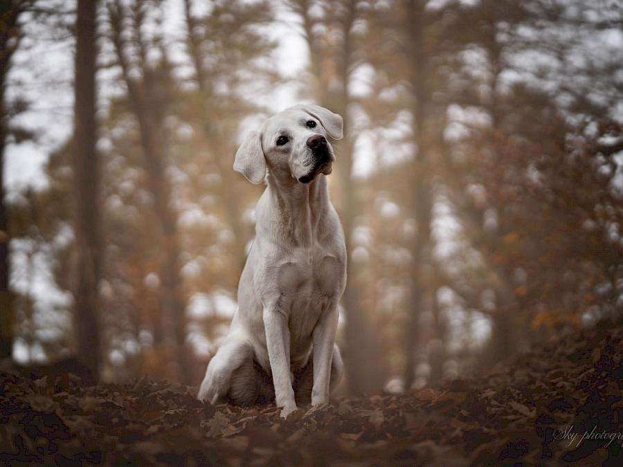 Nelly Hiedl tiergestütztes Traumacoaching - Hund Flocke