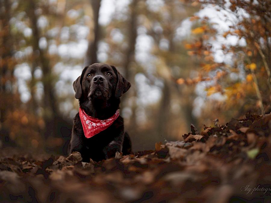 Therapiehund Linus von Traumacoach Nelly Hiedl